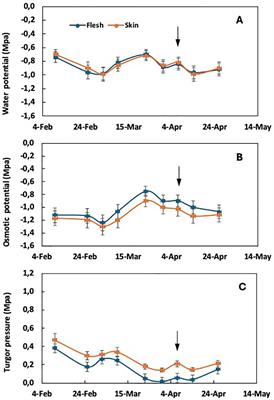 Unraveling water relations in growing fruit: insights from the epidermal growth regulation hypothesis